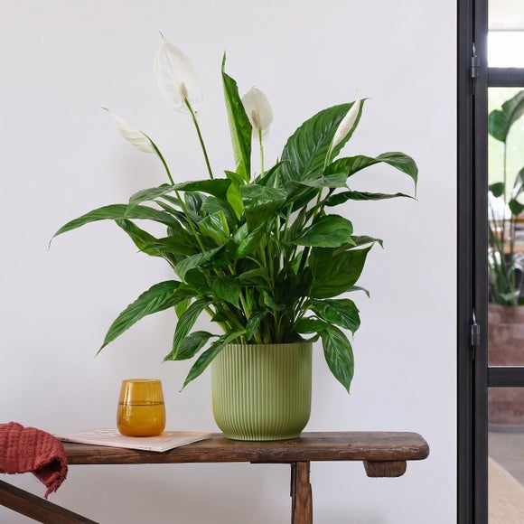 Peace Lily House Plant in Elho Pot