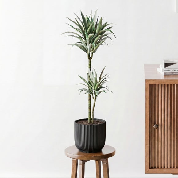 Dracaena Steudneri House Plant in Elho Pot