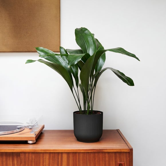 Cast Iron House Plant in Elho Vibes Pot