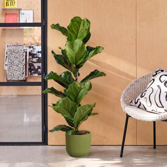 Fiddle Leaf Fig House Plant in Elho Pot