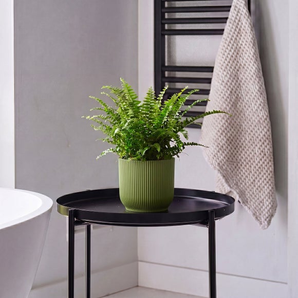 Boston Fern House Plant in Elho Pot