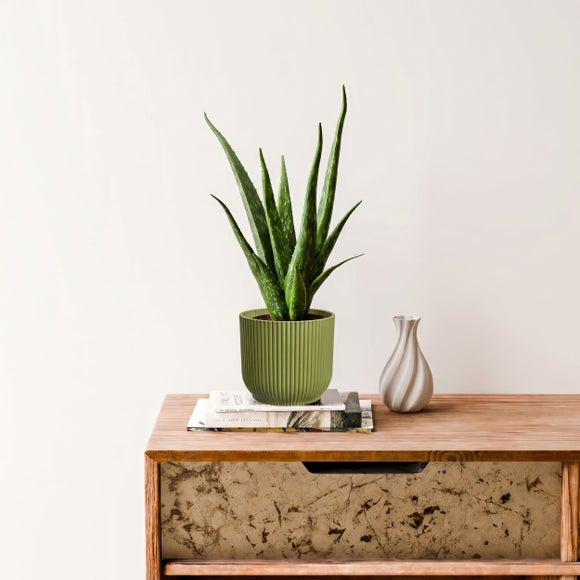 Aloe Vera House Plant in Elho Vibes Pot