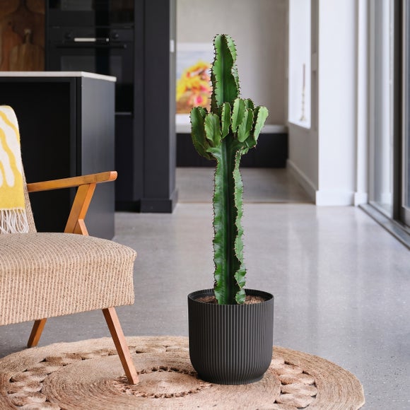 Euphorbia Trigona House Plant in Elho Pot