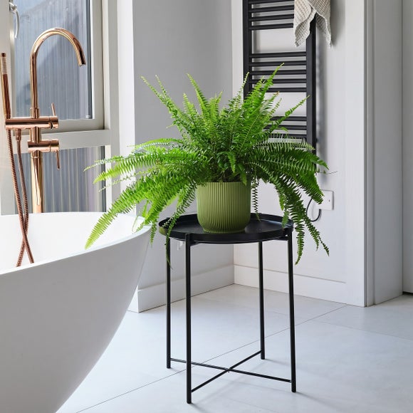 Boston Fern House Plant in Elho Pot