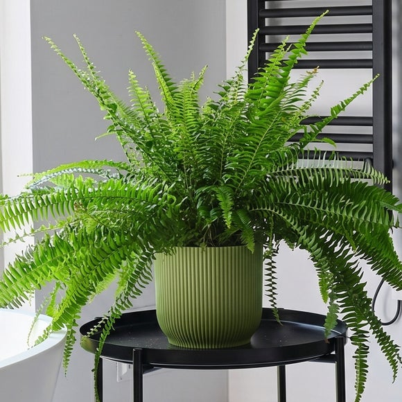 Photo 2 of Boston Fern House Plant In Elho Pot