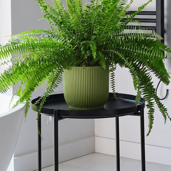 Photo 3 of Boston Fern House Plant In Elho Pot