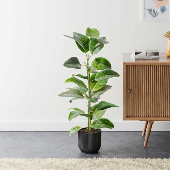 Bengal Fig House Plant in Elho Vibes Pot