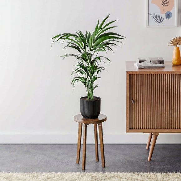Kentia Palm House Plant in Elho Pot