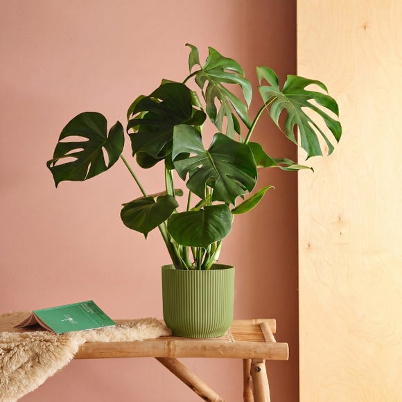 Swiss Cheese House Plant in Elho Pot