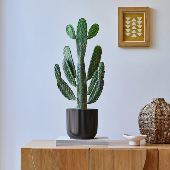 Cowboy Cactus House Plant In Elho Pot