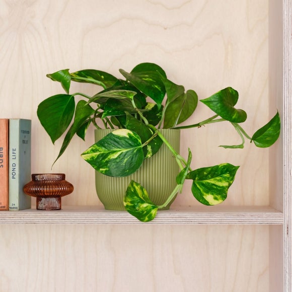 Devil's Ivy House Plant in Elho Pot