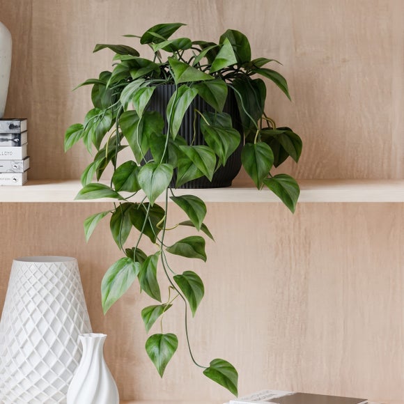 View Trailing Philodendron Scandens House Plant In Elho Pot View Trailing Philodendron Scandens House Plant In Elho Pot
