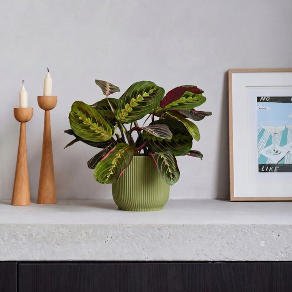 Prayer House Plant in Elho Pot