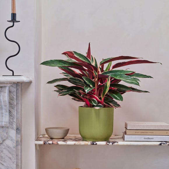 Calathea Triostar House Plant in Vibes Pot