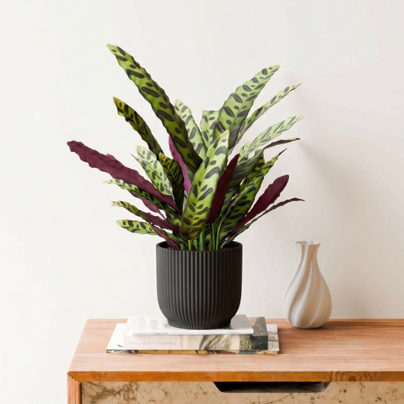 Calathea Lancifolia House Plant in Elho Vibes Pot