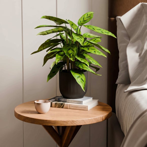 Calathea Leopardina House Plant in Elho Vibes Pot