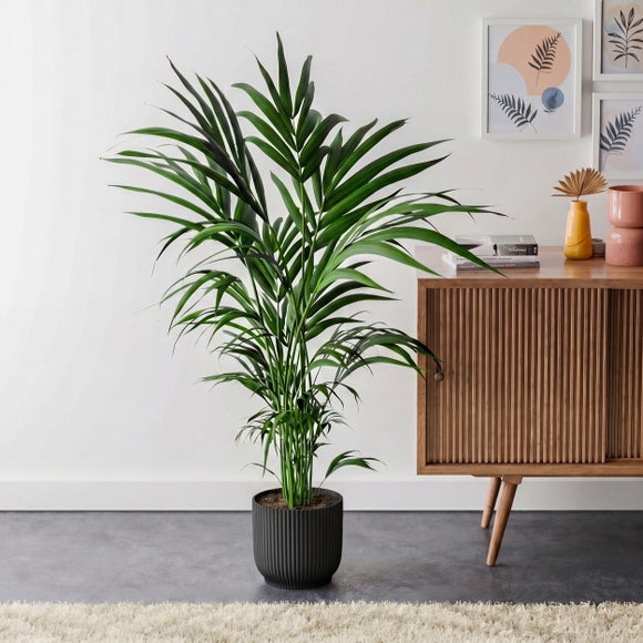 Kentia Palm House Plant in Elho Pot