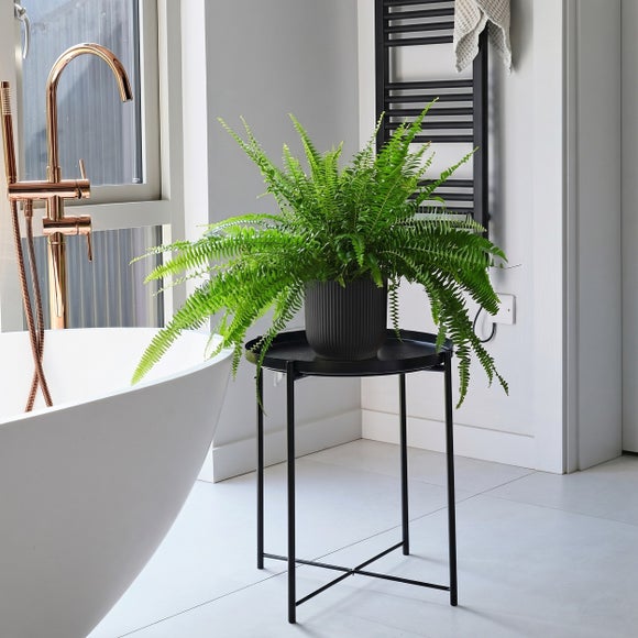 Boston Fern House Plant in Elho Pot