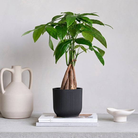 View Money Tree House Plant In Elho Pot View Money Tree House Plant In Elho Pot