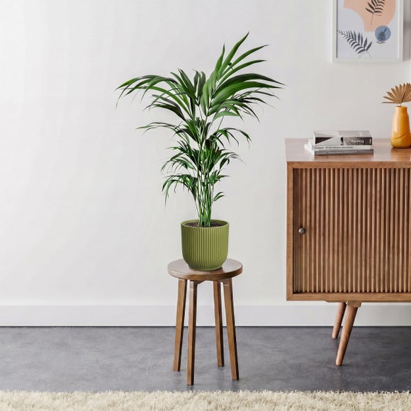 View Kentia Palm House Plant In Elho Pot View Kentia Palm House Plant In Elho Pot