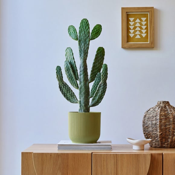 Cowboy Cactus House Plant in Elho Pot