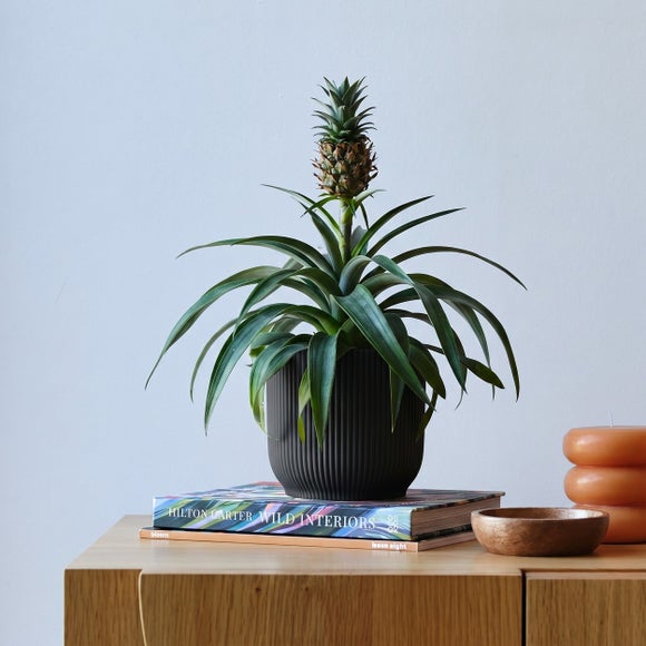 Pineapple House Plant in Elho Pot