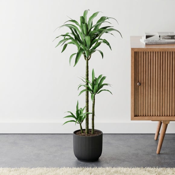 Dracaena Steudneri House Plant in Capri Pot