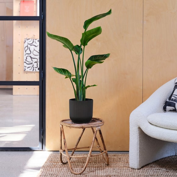 Bird Of Paradise House Plant in Elho Pot
