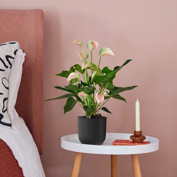 Peach Anthurium House Plant in Elho Pot
