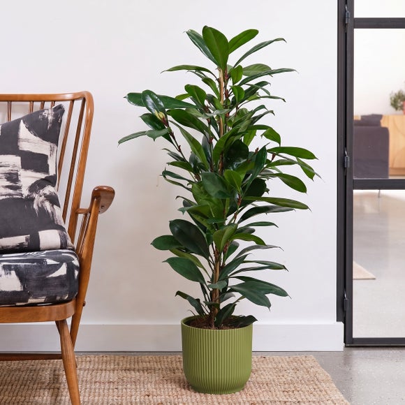African Fig House Plant in Elho Pot