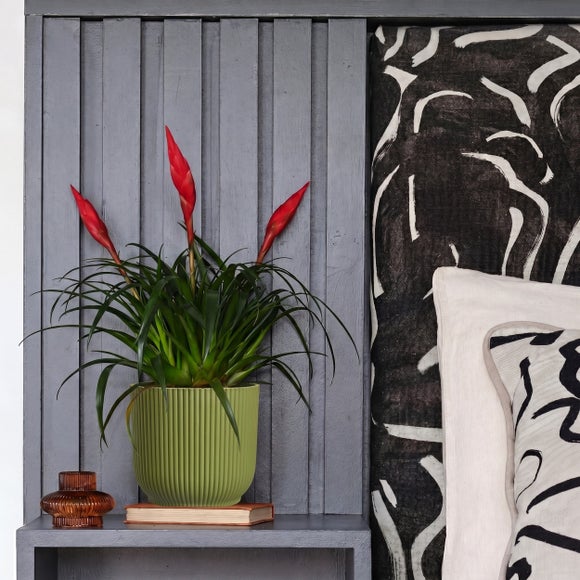 Vriesea Astrid House Plant in Elho Pot