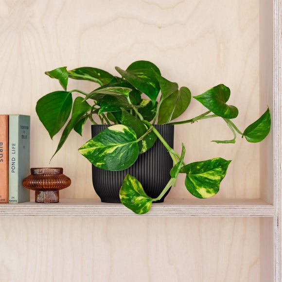 Devil's Ivy House Plant in Elho Pot