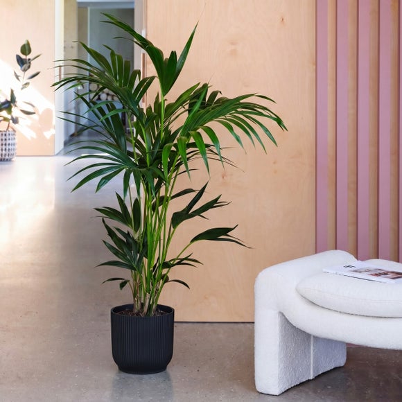 View Kentia Palm House Plant In Elho Pot View Kentia Palm House Plant In Elho Pot