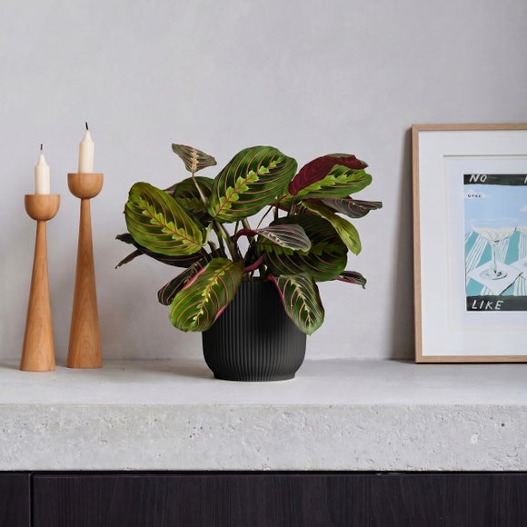 Prayer House Plant in Elho Pot