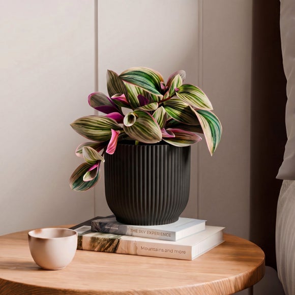 Tradescantia Nanouk House Plant in Elho Vibes Pot