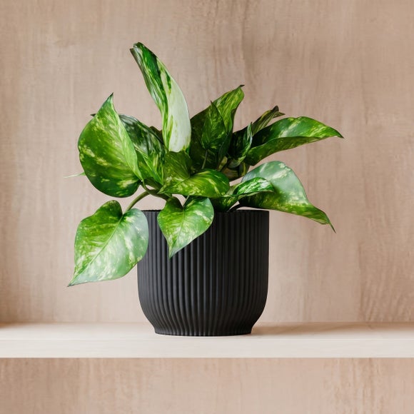 Marble Queen Pothos House Plant in Elho Pot