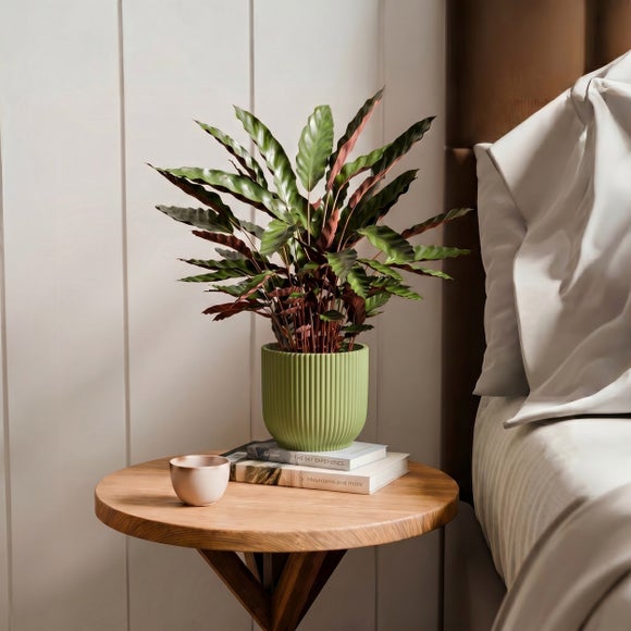 Calathea Rufibarba House Plant in Elho Vibes Pot