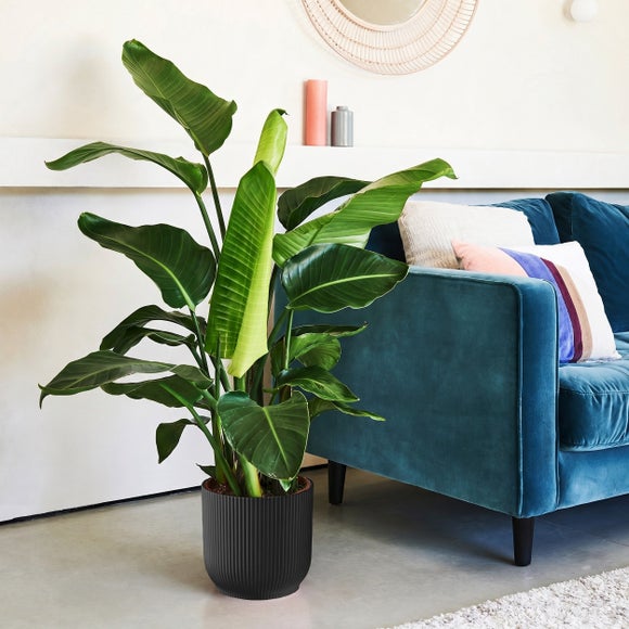 Bird of Paradise House Plant in Elho Vibes Pot