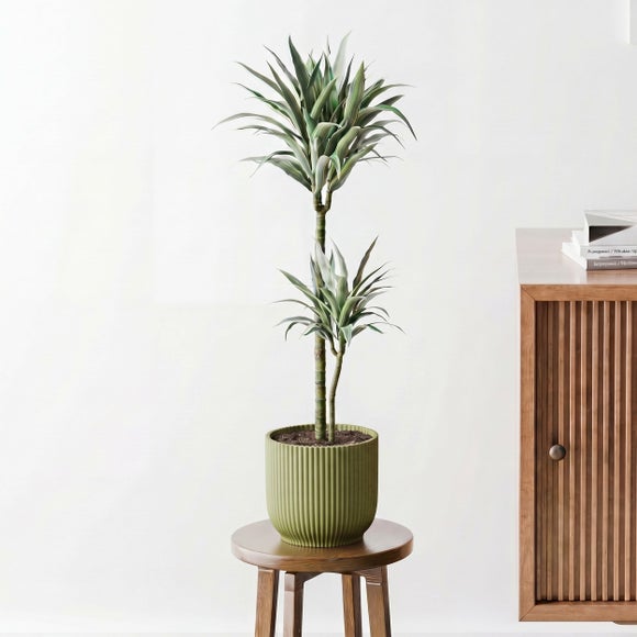 Dracaena Steudneri House Plant in Elho Pot