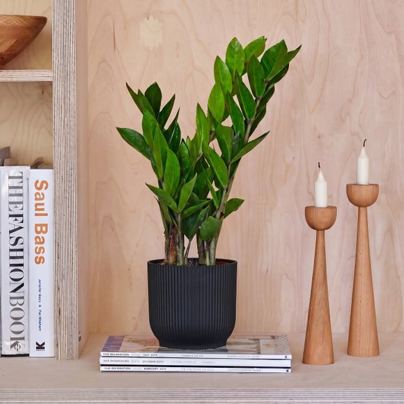 ZZ House Plant in Elho Pot