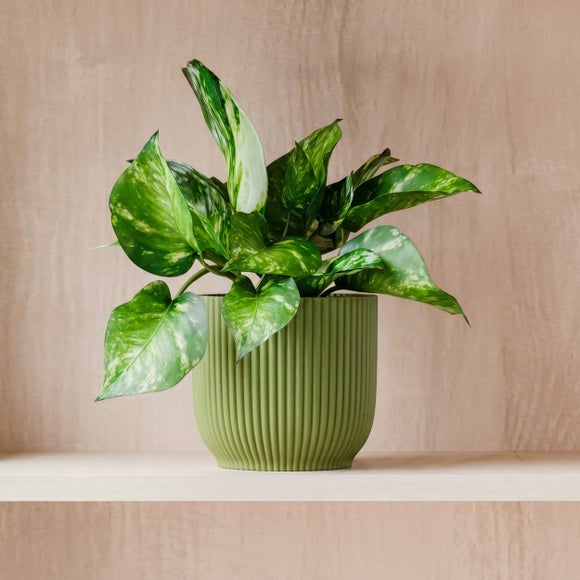 View Marble Queen Pothos House Plant In Elho Pot View Marble Queen Pothos House Plant In Elho Pot
