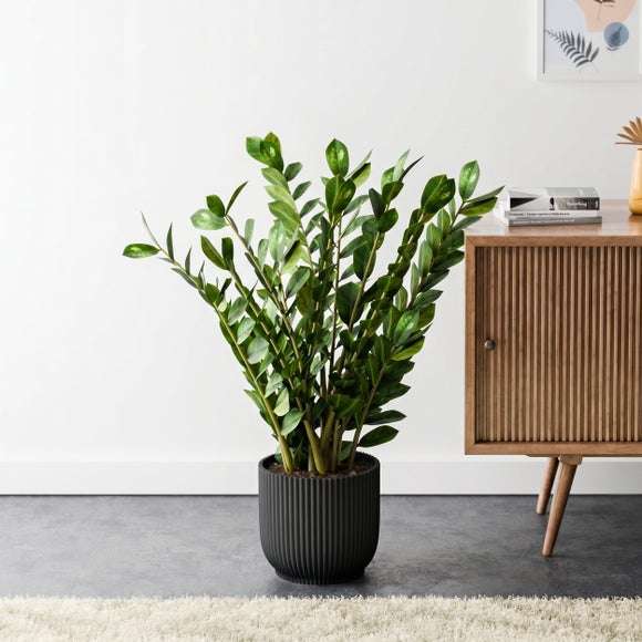 ZZ House Plant in Elho Pot