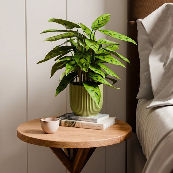 Calathea Leopardina House Plant in Elho Vibes Pot