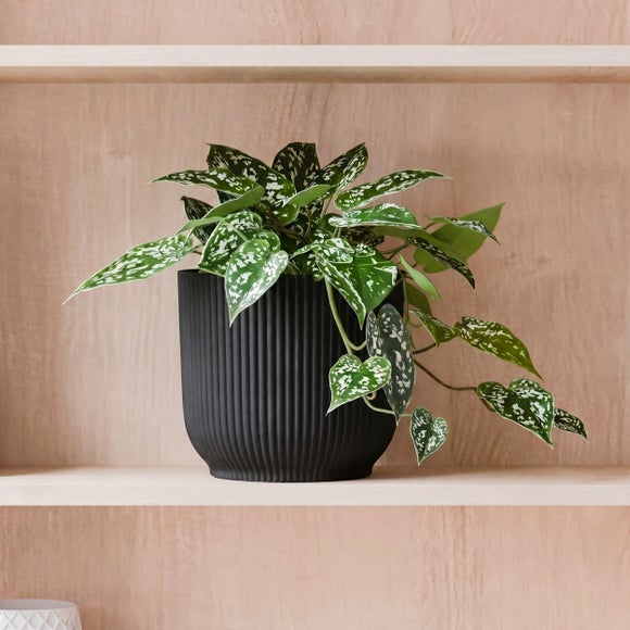 Trailing Satin Pothos House Plant in Elho Pot