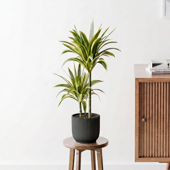 Dracaena Lemon & Lime House Plant in Elho Pot