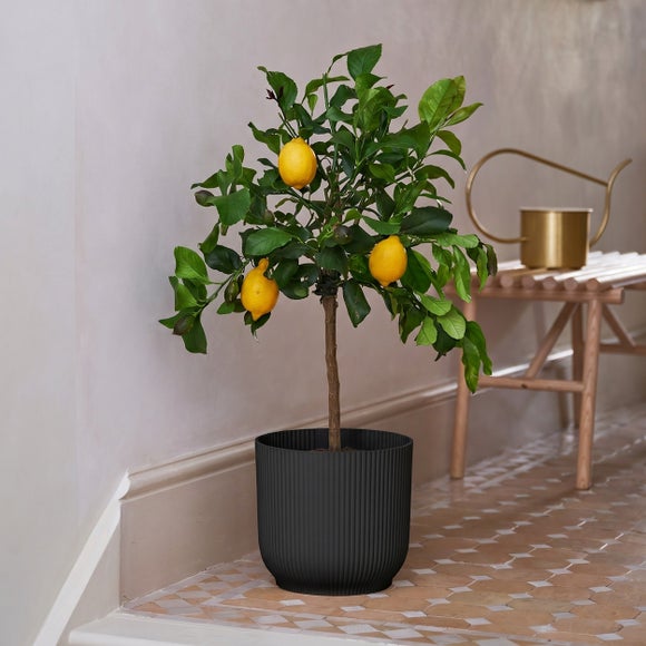Citrus Lemon Tree House Plant in Vibes Pot