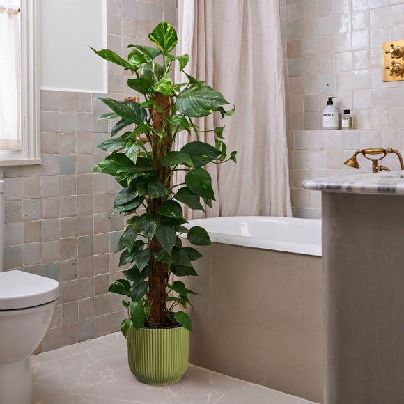 Devil's Ivy Moss Pole House Plant in Vibes Pot