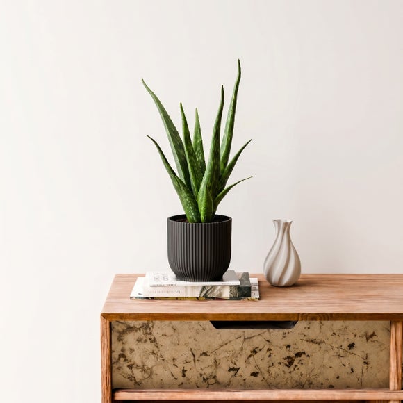 Aloe Vera House Plant in Elho Vibes Pot