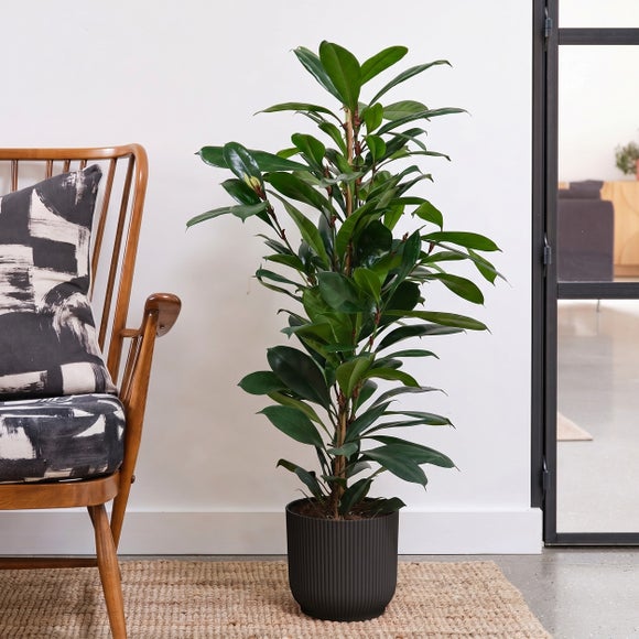African Fig House Plant in Elho Pot