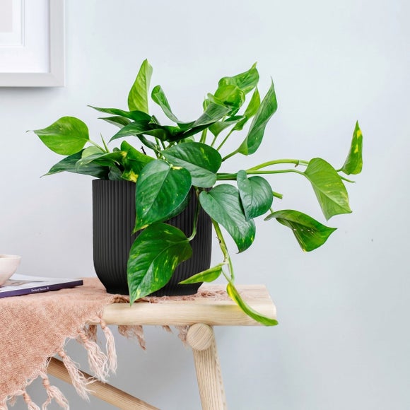 Trailing Devil's Ivy House Plant in Elho Vibes Pot